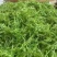 高山莓茶苗藤茶苗，采嫩芽做莓茶，栽苗绿化遮阳，现挖保湿