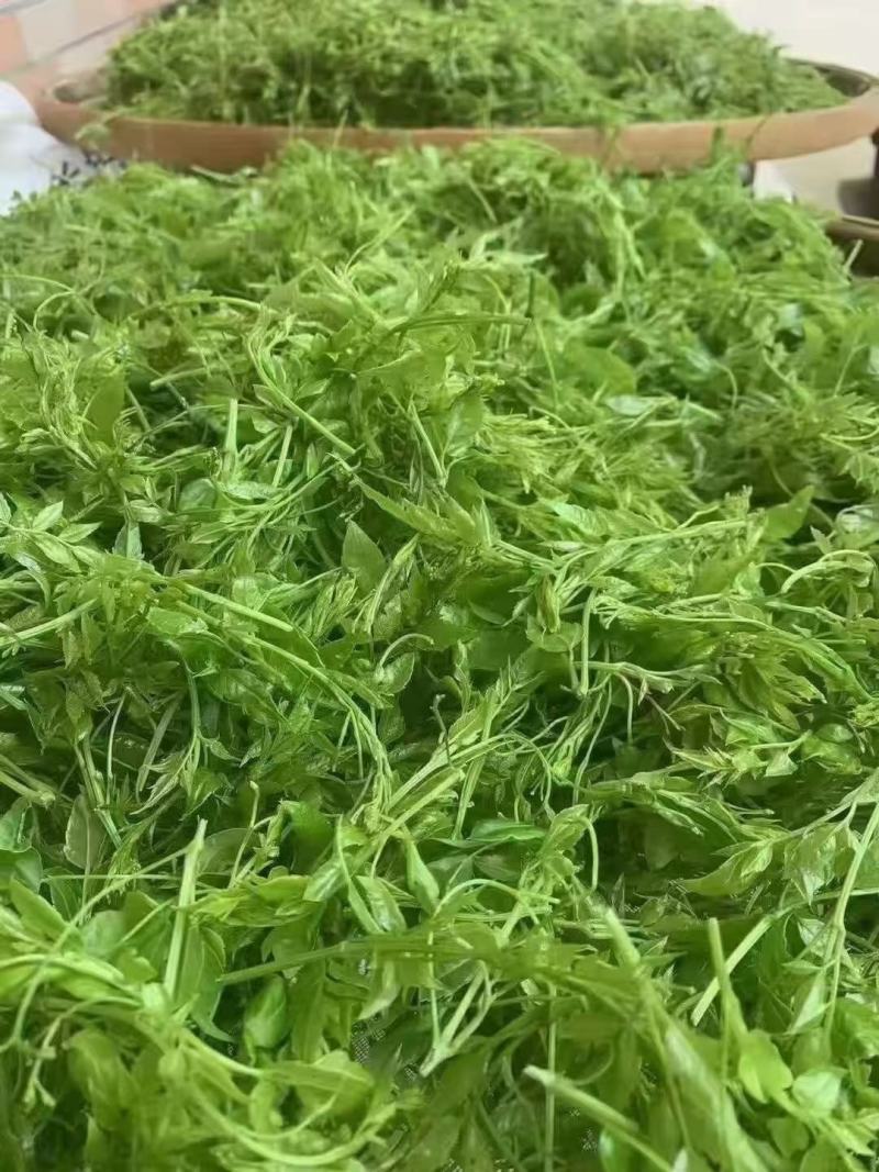 高山莓茶苗藤茶苗，采嫩芽做莓茶，栽苗绿化遮阳，现挖保湿