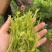 高山莓茶苗藤茶苗，采嫩芽做莓茶，栽苗绿化遮阳，现挖保湿