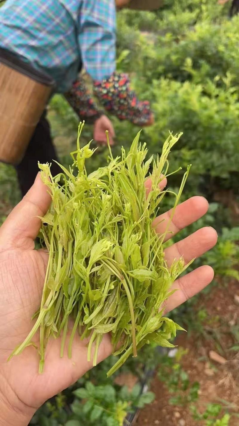 高山莓茶苗藤茶苗，采嫩芽做莓茶，栽苗绿化遮阳，现挖保湿