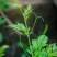 高山莓茶苗藤茶苗，采嫩芽做莓茶，栽苗绿化遮阳，现挖保湿