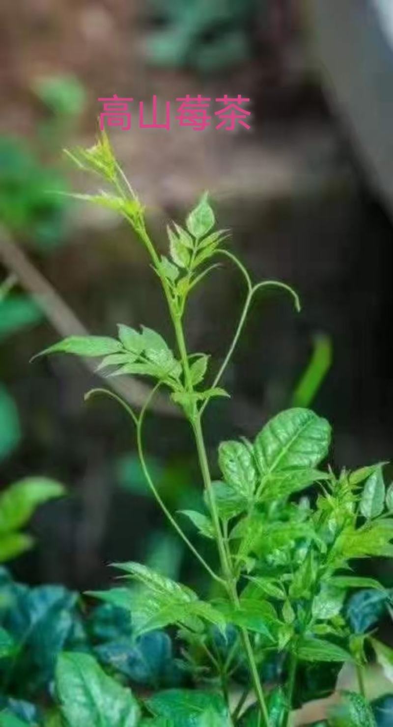 高山莓茶苗藤茶苗，采嫩芽做莓茶，栽苗绿化遮阳，现挖保湿