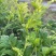 高山莓茶苗藤茶苗，采嫩芽做莓茶，栽苗绿化遮阳，现挖保湿