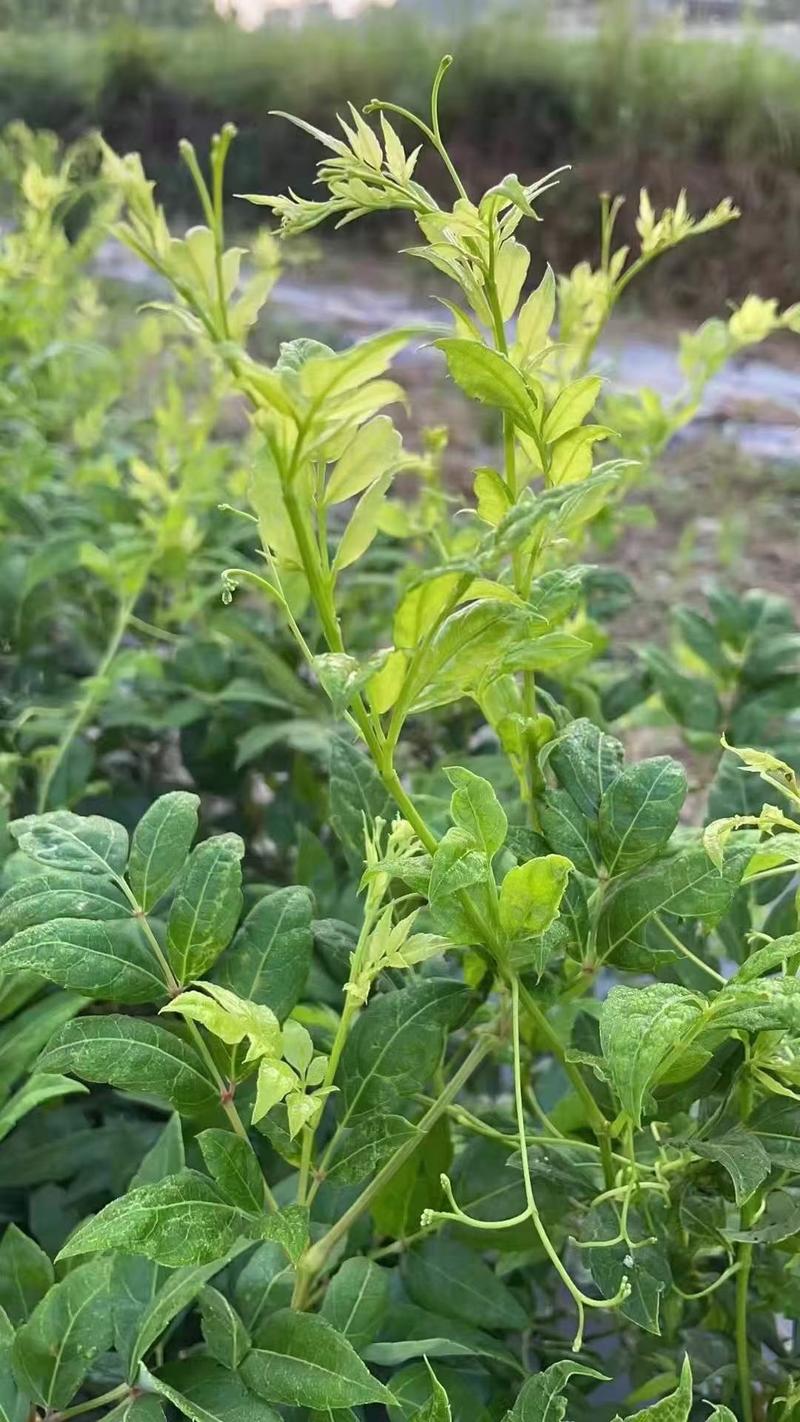 高山莓茶苗藤茶苗，采嫩芽做莓茶，栽苗绿化遮阳，现挖保湿