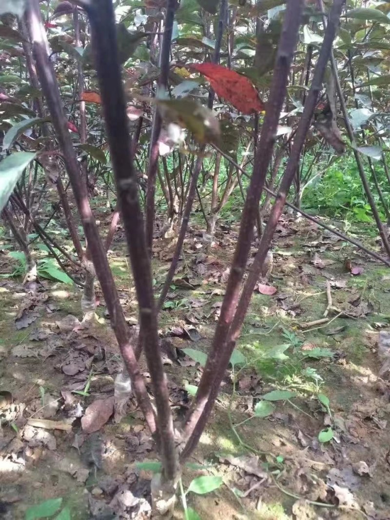 大量出售矮樱树苗！！保证质量！诚信经营！