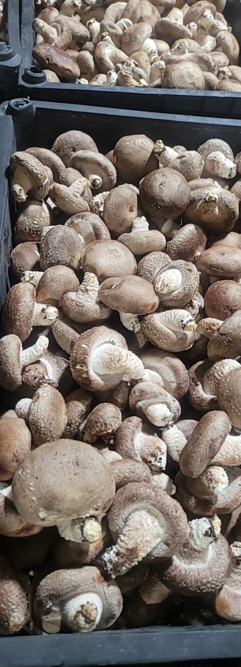 鲜香菇