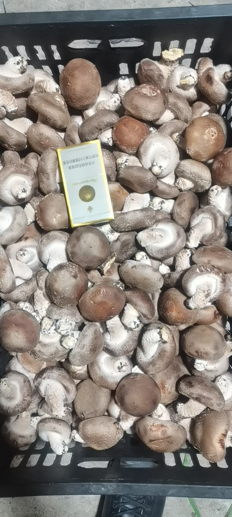 鲜香菇