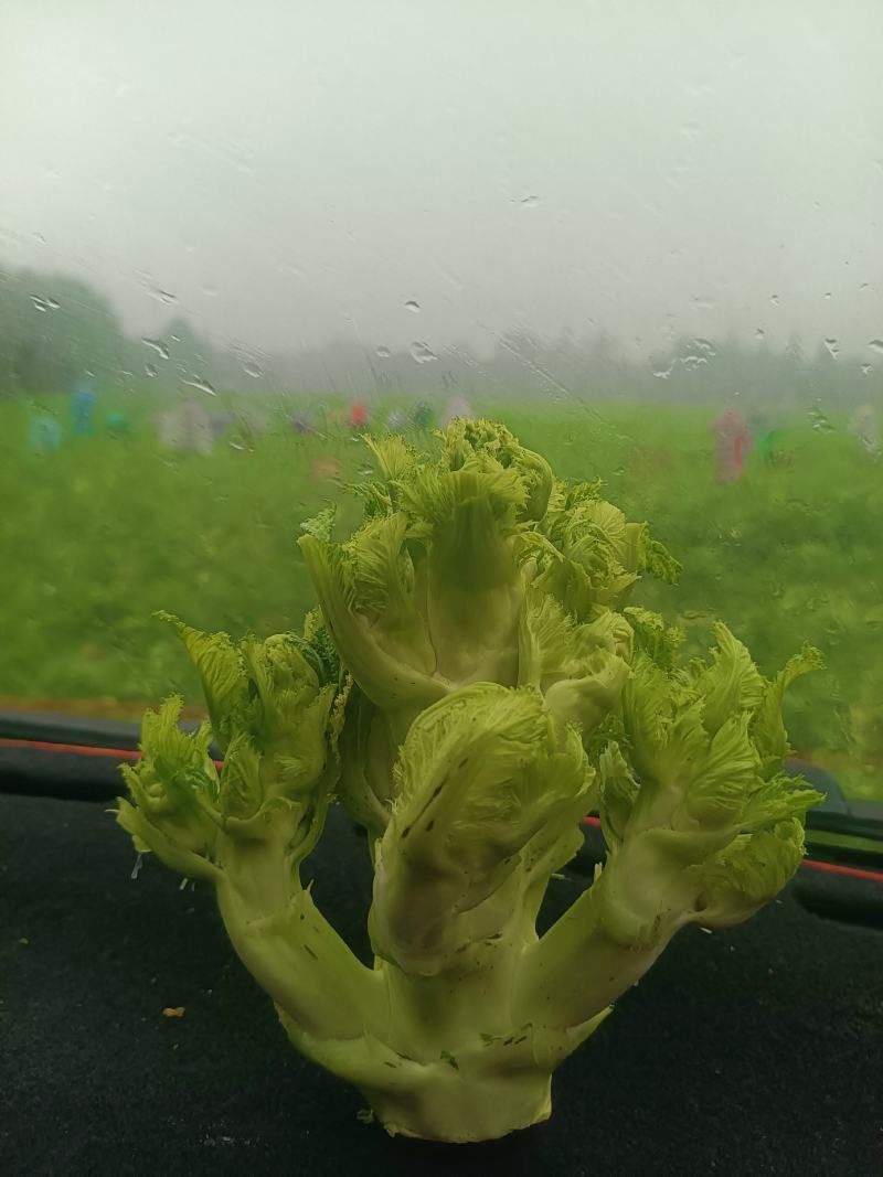 特早精品儿菜，上万亩种植范围，质量好价格随行，每天走车