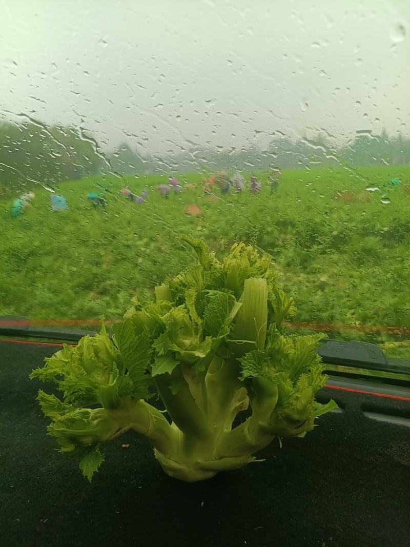 特早精品儿菜，上万亩种植范围，质量好价格随行，每天走车