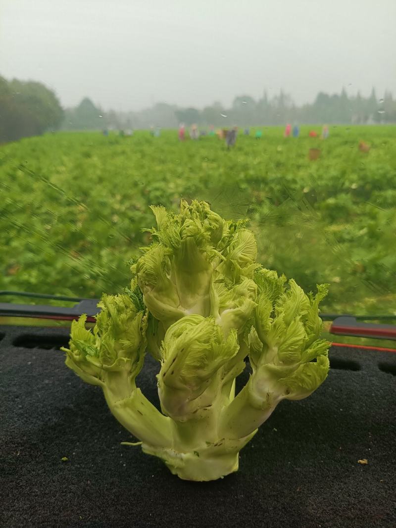 特早精品儿菜，上万亩种植范围，质量好价格随行，每天走车