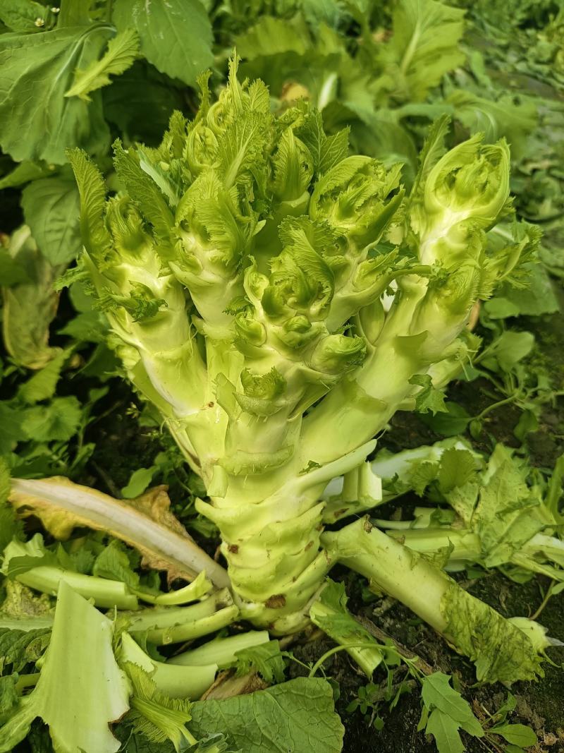 特早精品儿菜，上万亩种植范围，质量好价格随行，每天走车