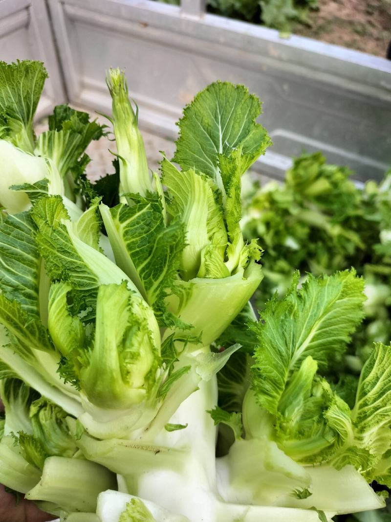 精品儿菜，万亩基地，大量上市，保证质量，代发全国。