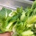 精品儿菜，万亩基地，大量上市，保证质量，代发全国。