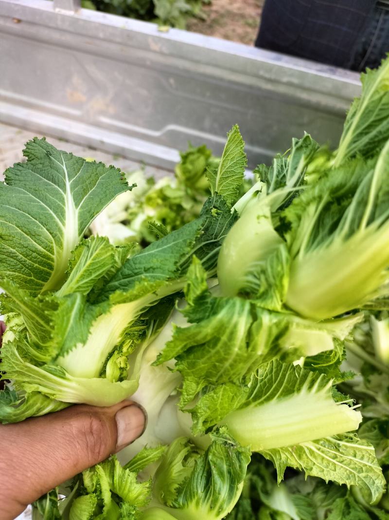 精品儿菜，万亩基地，大量上市，保证质量，代发全国。