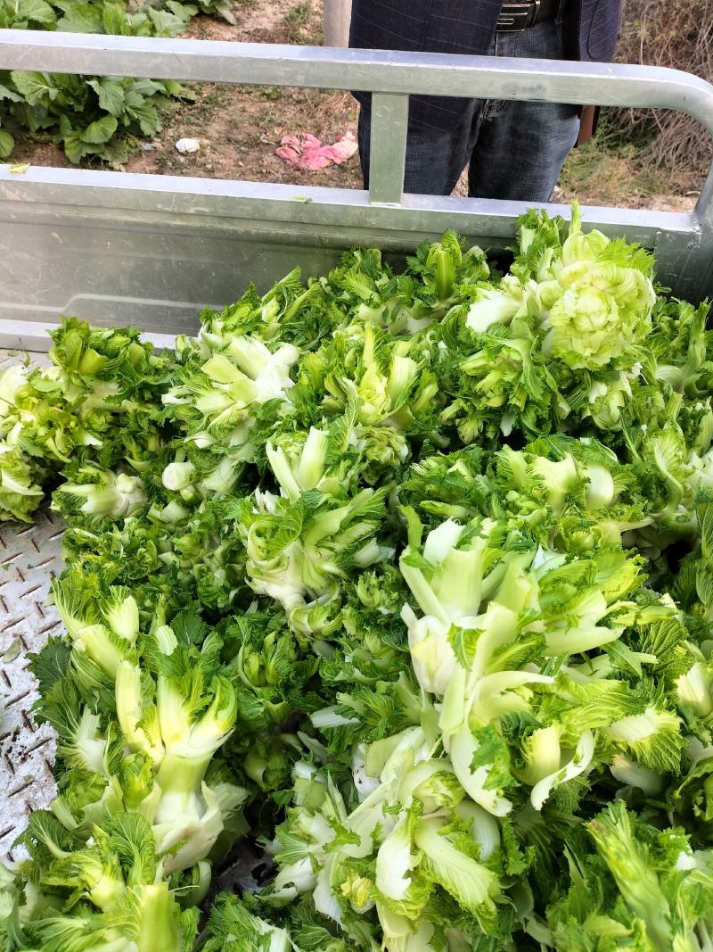 精品儿菜，万亩基地，大量上市，保证质量，代发全国。