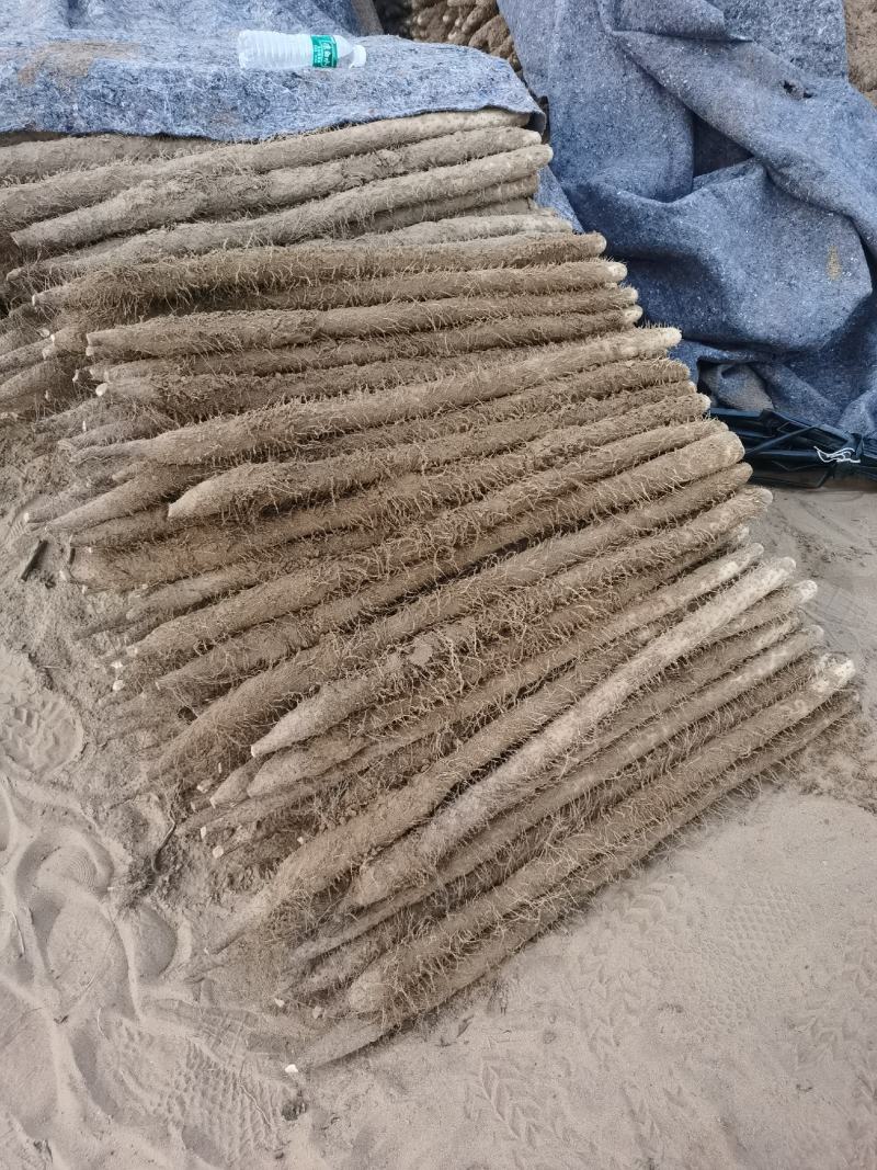棒山药