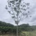 20公分黄山栾树，南栾