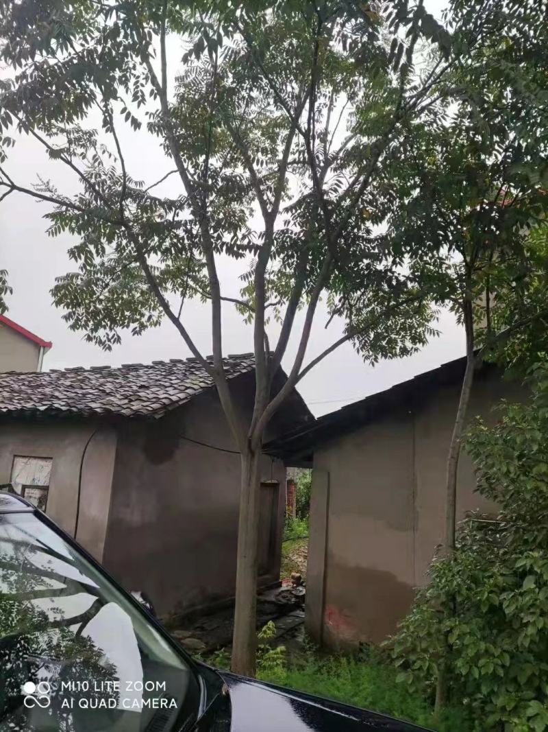 20公分黄山栾树，南栾