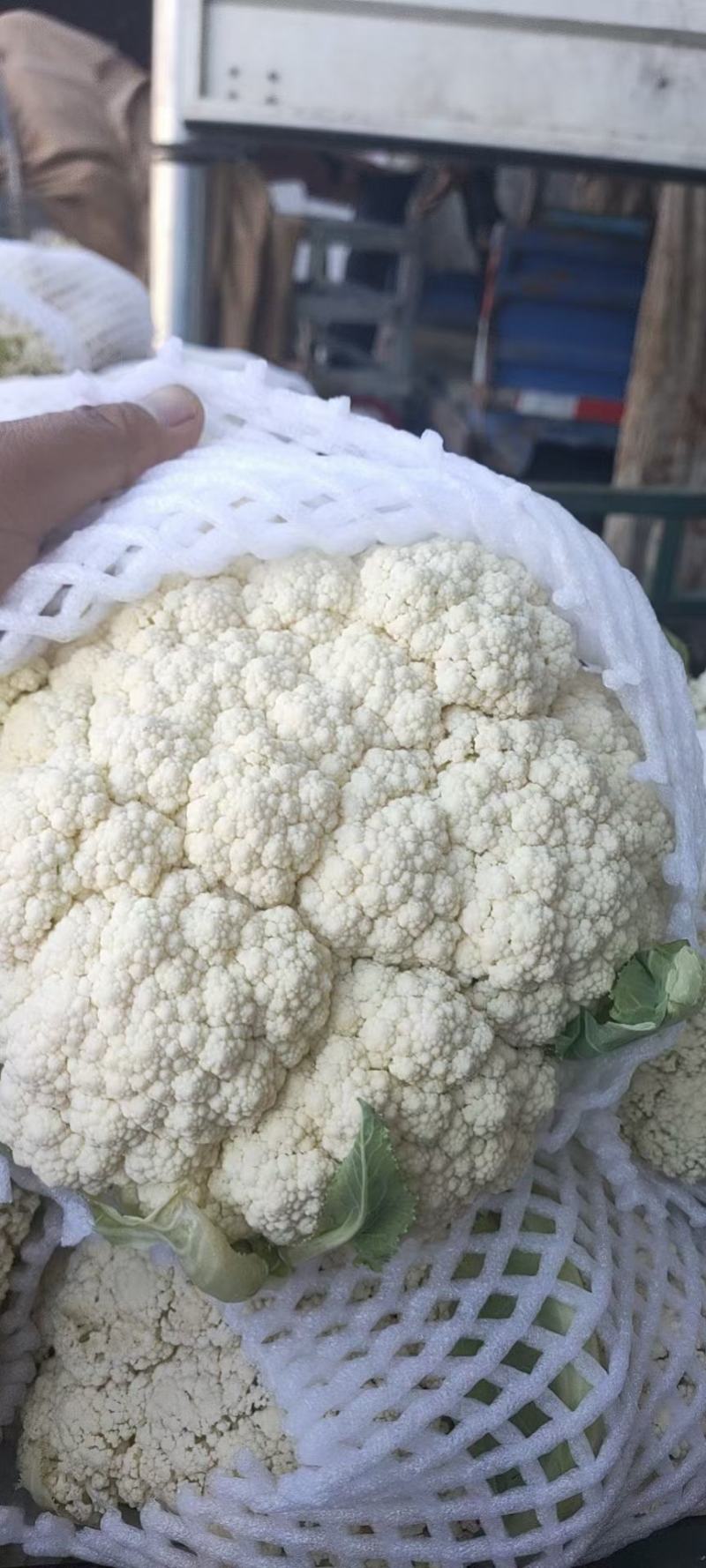 陕西有机花菜上市了，可发往全国各地