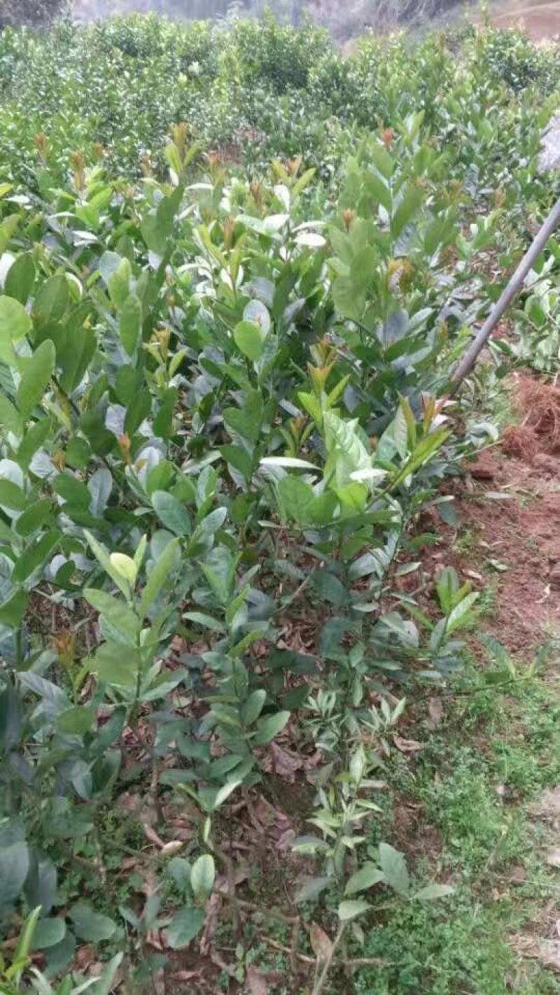 广东香水柠檬苗货源充足量大从优欢迎选购