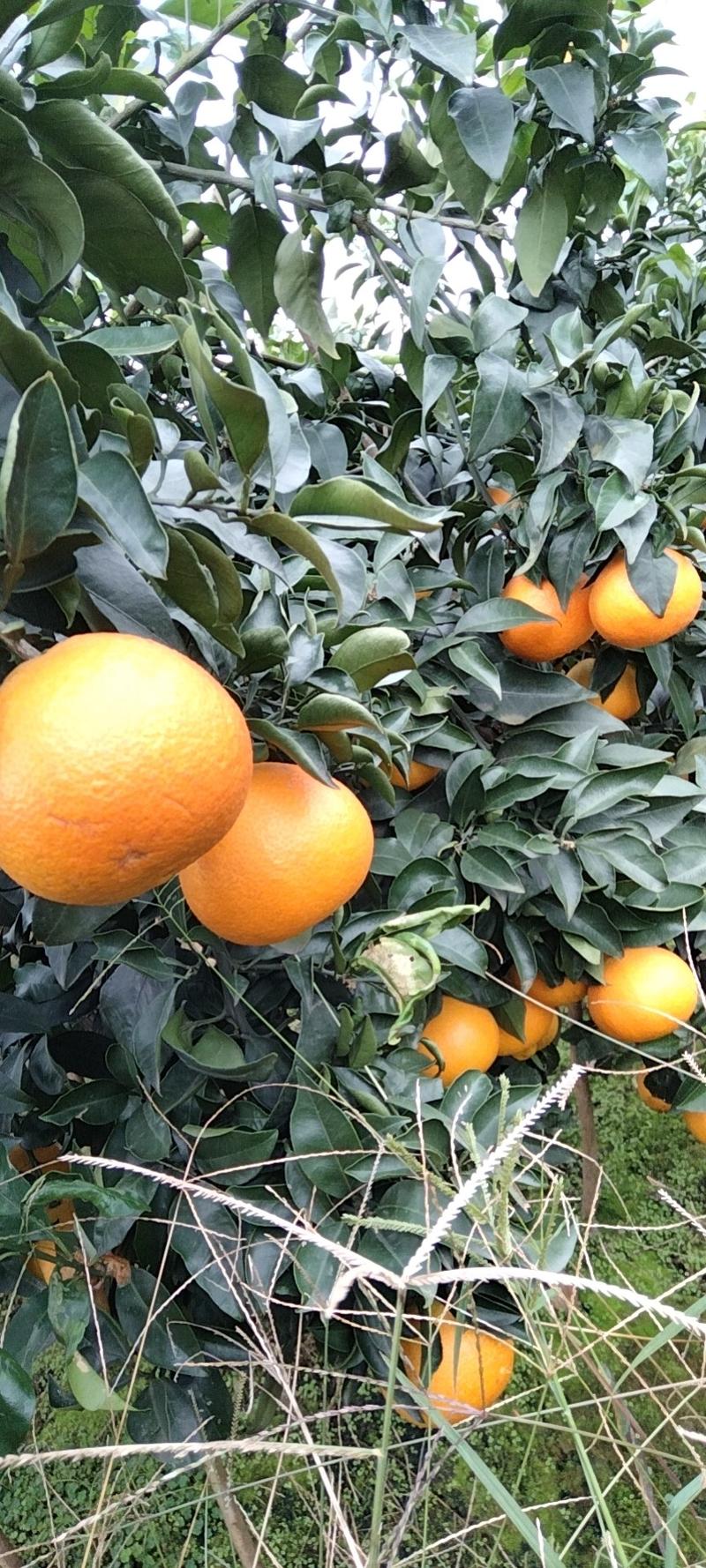 四川蒲江爱媛果冻橙，产地一手货源，量大从优欢迎来电订购