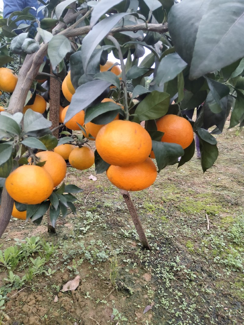 四川蒲江爱媛果冻橙，产地一手货源，量大从优欢迎来电订购