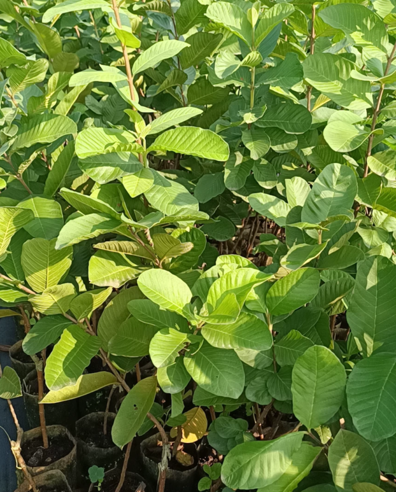 番石榴苗红宝石番石榴苗珍珠番石榴苗西瓜芭乐番石榴包邮正品
