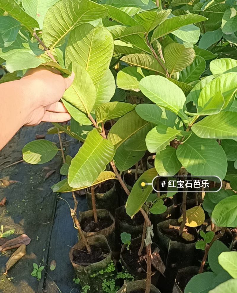 番石榴苗红宝石番石榴苗珍珠番石榴苗西瓜芭乐番石榴包邮正品