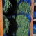 红帽蒜苔长年供应金乡蒜苔及农副产品的储存，加工等业务