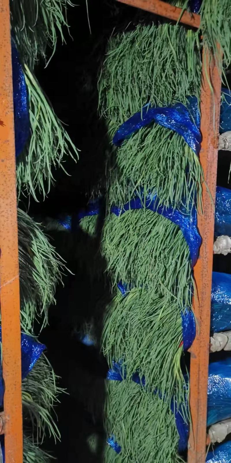 红帽蒜苔长年供应金乡蒜苔及农副产品的储存，加工等业务