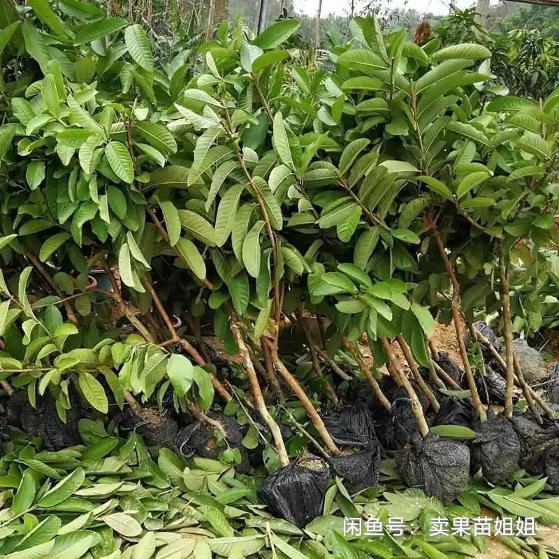 番石榴苗红宝石番石榴苗珍珠番石榴苗西瓜芭乐番石榴包邮正品