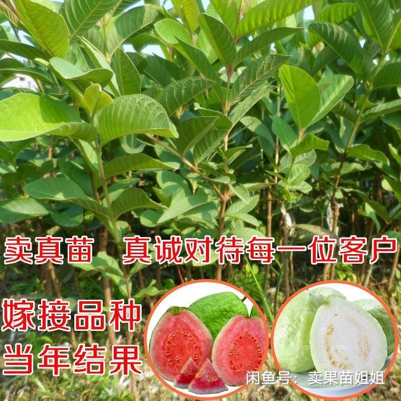 番石榴苗红宝石番石榴苗珍珠番石榴苗西瓜芭乐番石榴包邮正品