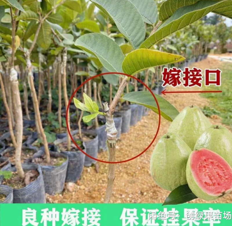 番石榴苗红宝石番石榴苗珍珠番石榴苗西瓜芭乐番石榴包邮正品