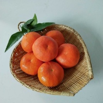 万亩沃柑50-65型号供应团购电商糖度16