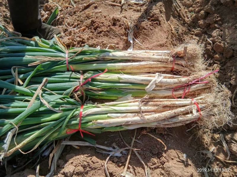 【优质】长白大葱、大量出售、产地直发、欢迎抢购