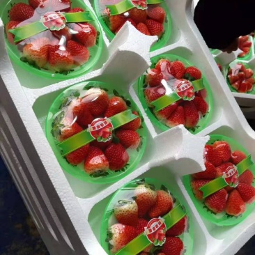 精品红颜草莓香甜可口口感香甜果大硬度好需要的老板来