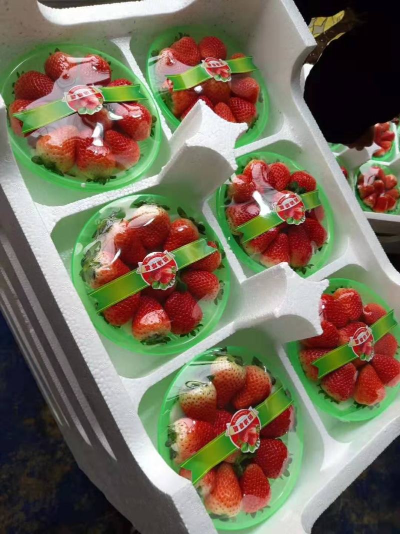 精品红颜草莓香甜可口口感香甜果大硬度好需要的老板来