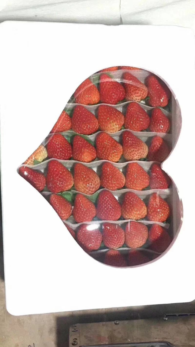 精品红颜草莓香甜可口口感香甜果大硬度好需要的老板来