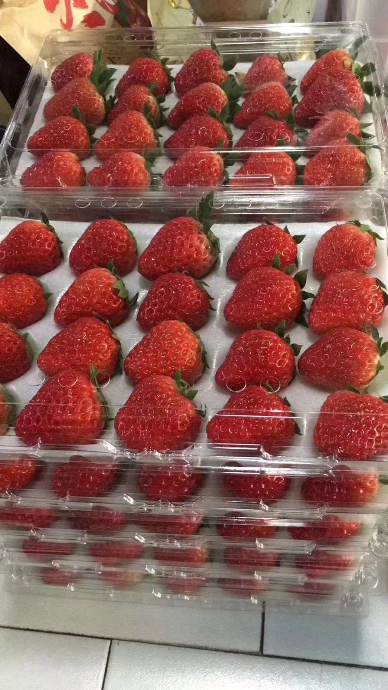 精品红颜草莓香甜可口口感香甜果大硬度好需要的老板来