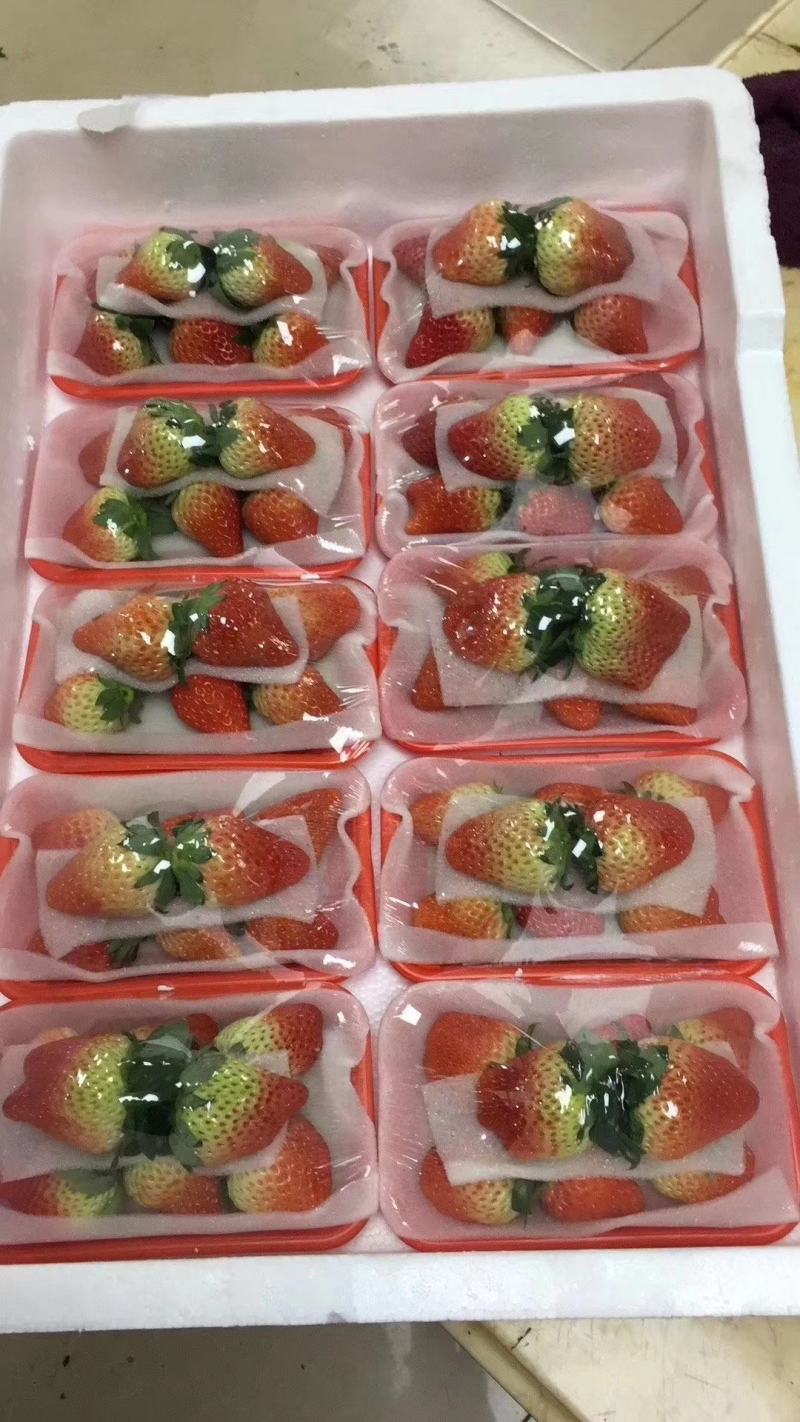 精品红颜草莓香甜可口口感香甜果大硬度好需要的老板来