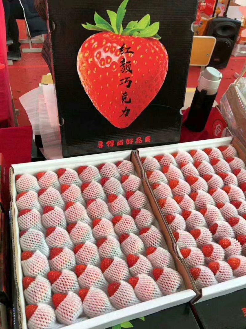 精品红颜草莓香甜可口口感香甜果大硬度好需要的老板来