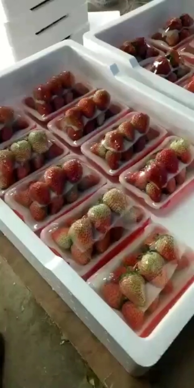 长丰精品红颜草莓专业产地收草莓代办需要的老板可以联系我