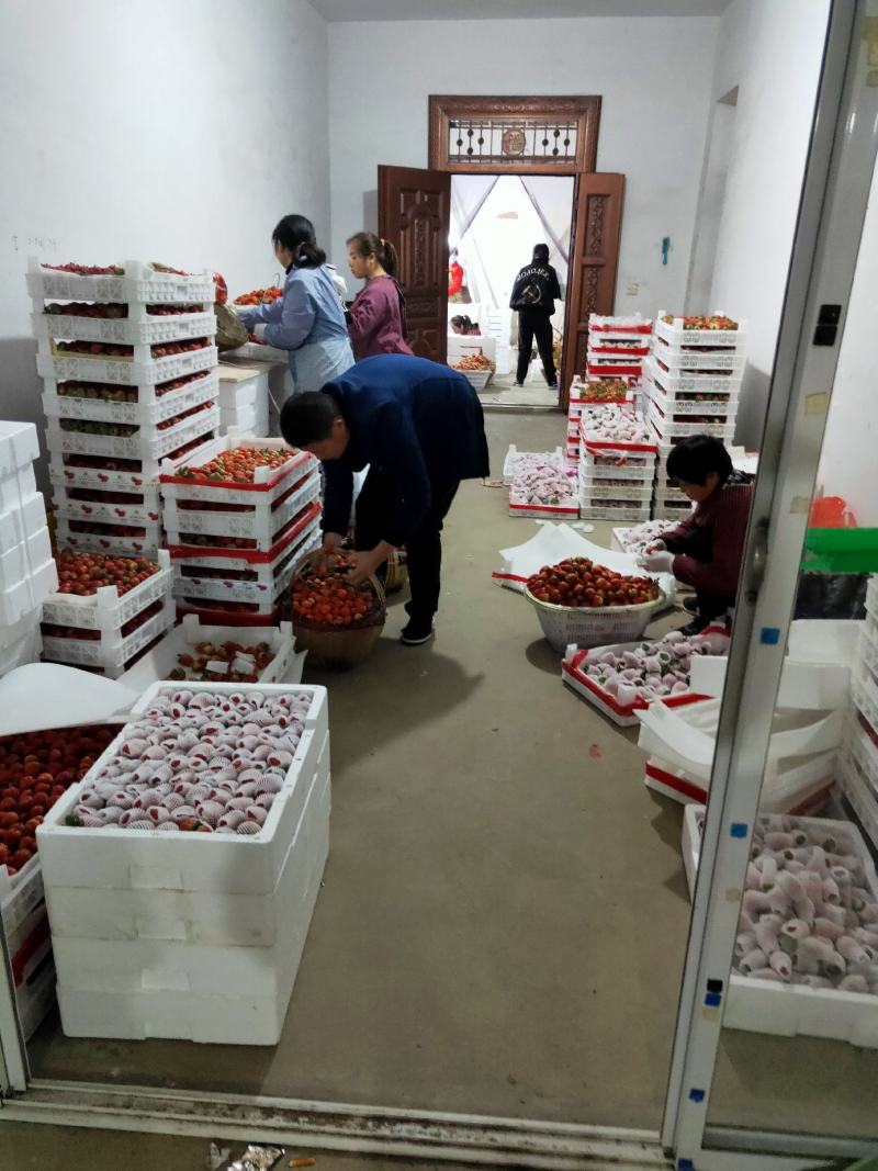 长丰精品红颜草莓专业产地收草莓代办需要的老板可以联系我