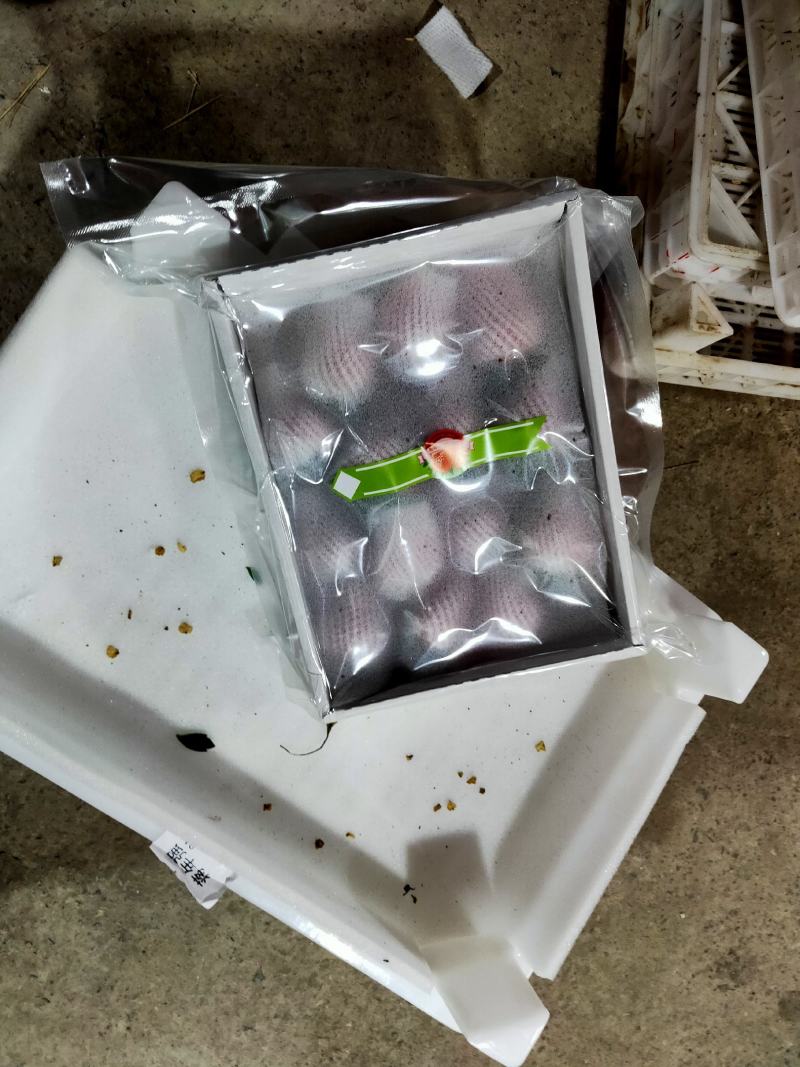 长丰精品红颜草莓专业产地收草莓代办需要的老板可以联系我