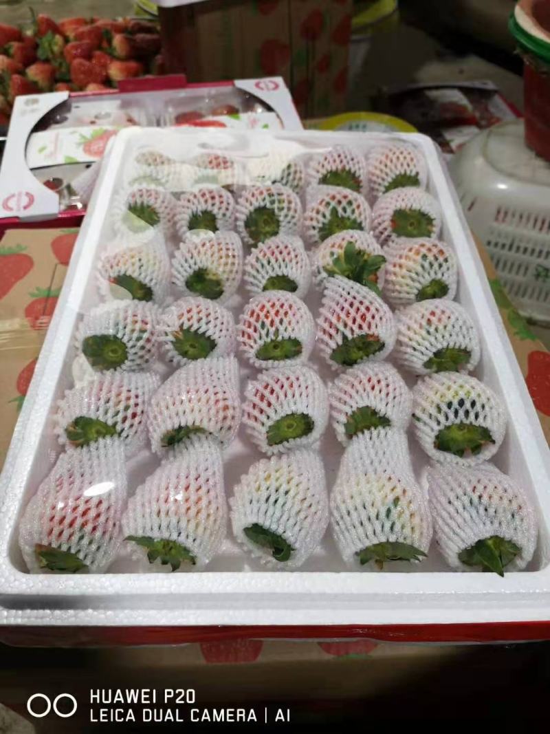 长丰精品红颜草莓专业产地收草莓代办需要的老板可以联系我