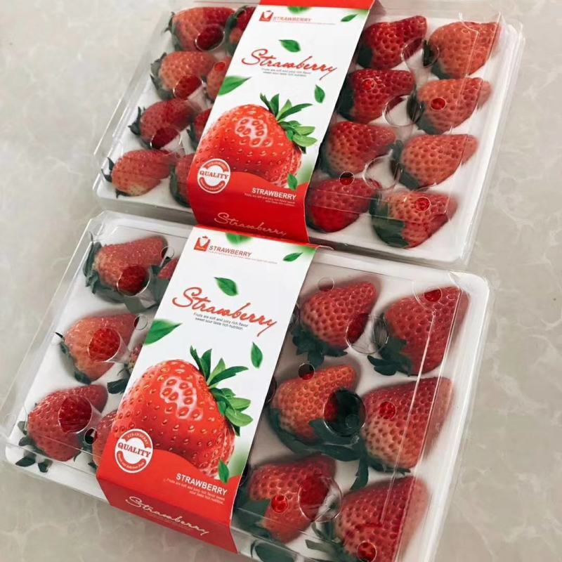 长丰精品红颜草莓专业产地收草莓代办需要的老板可以联系我