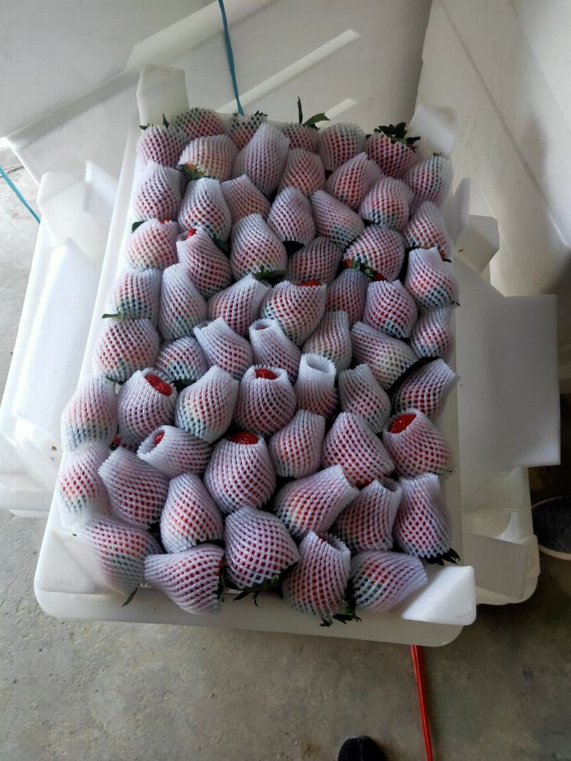 长丰精品红颜草莓专业产地收草莓代办需要的老板可以联系我