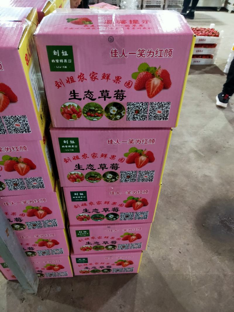 长丰精品红颜草莓专业产地收草莓代办需要的老板可以联系我