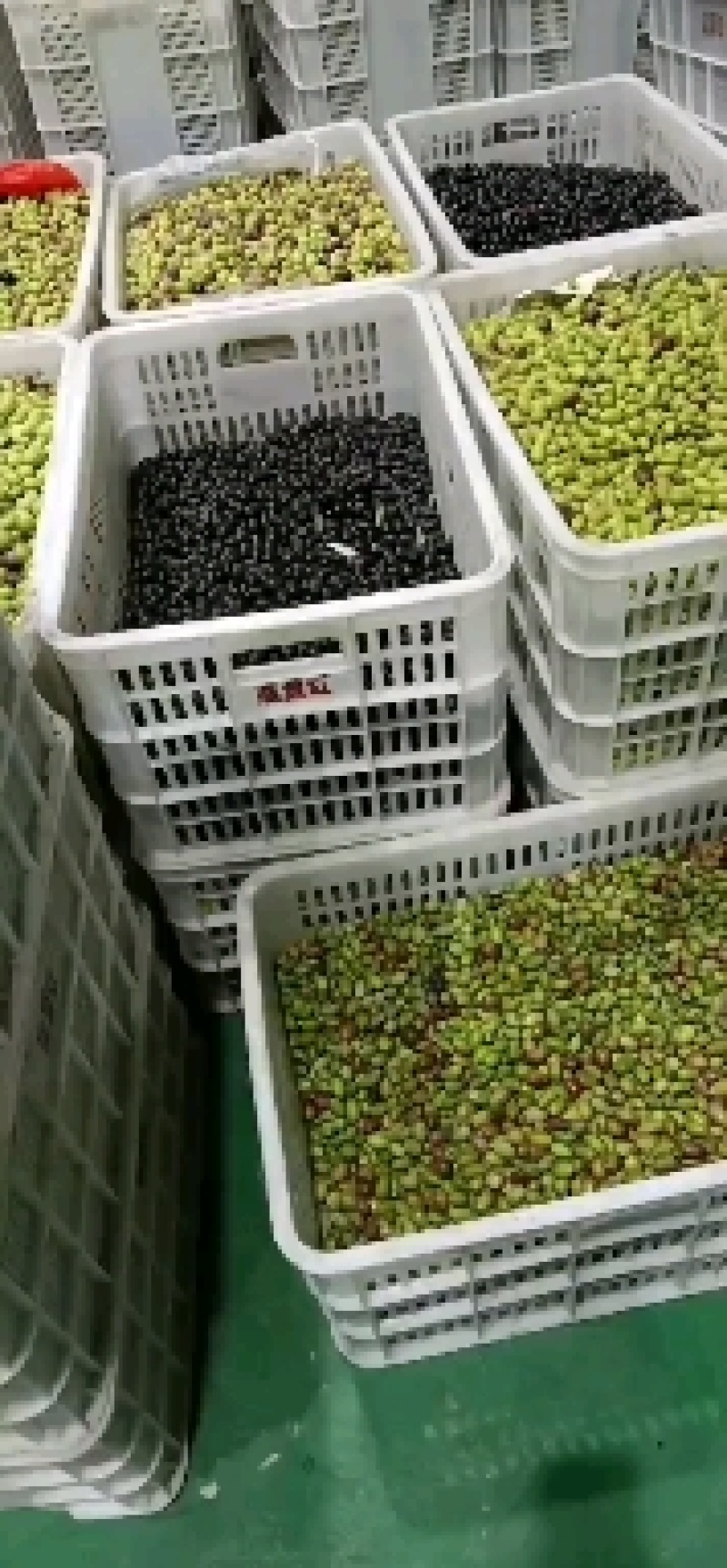 橄榄果压榨而成形成的油叫橄榄油