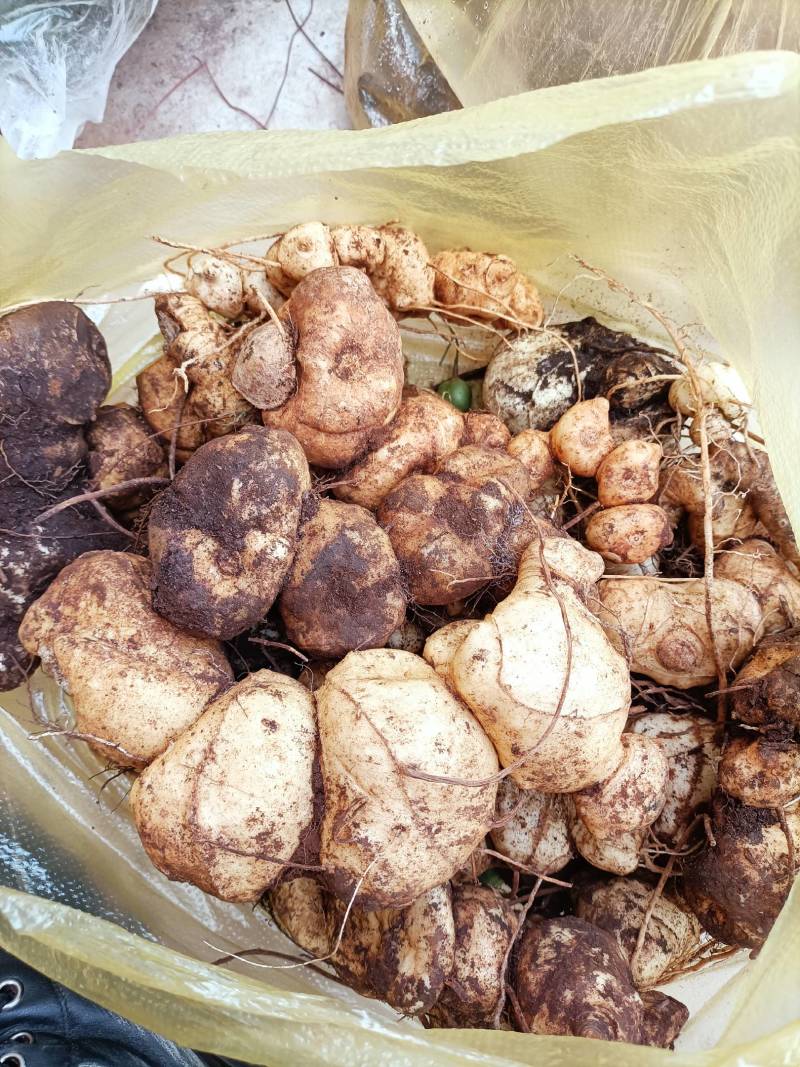 黄精、红花滇黄精、量大从优品质保证